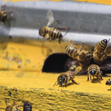 PORR baut Bienen ein Zuhause