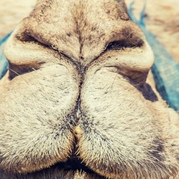 Was hat das Reiten eines Kamels mit Storytelling zu tun?